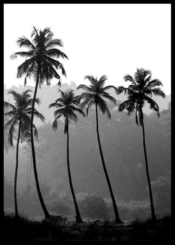 Palms-12