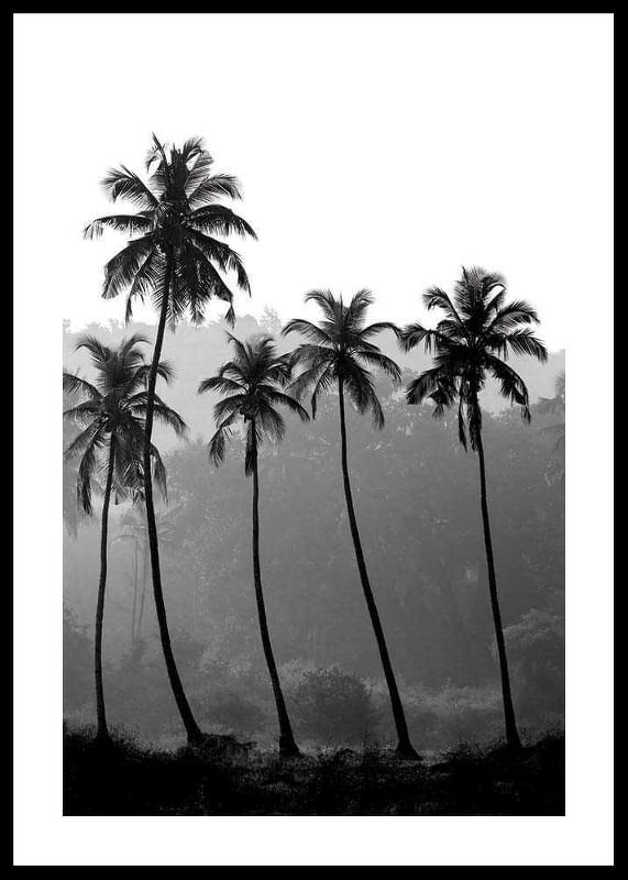 Palms-12