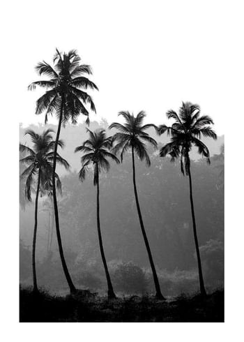 Plakatas Palms