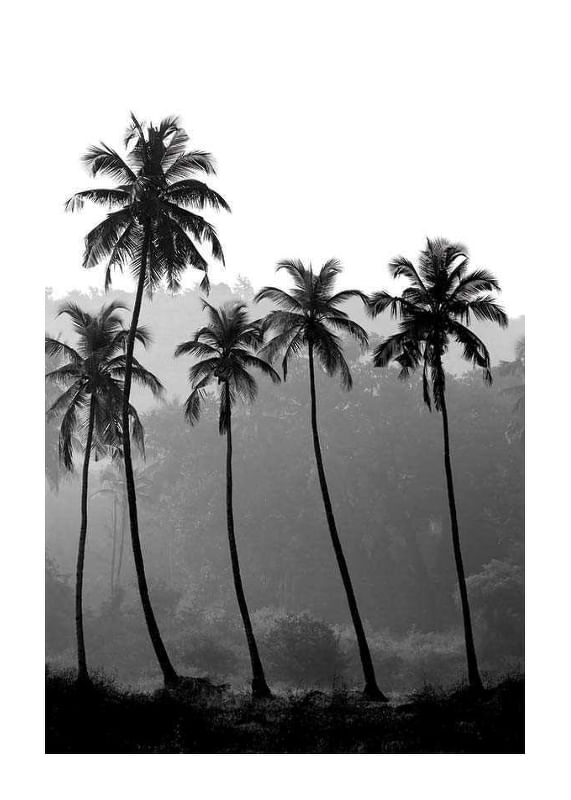 Palms-12