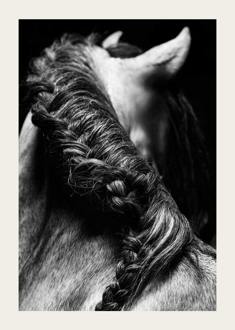 Black and white close-up of a horse's mane braided against a dark background-12