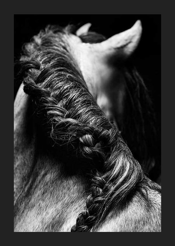 Póster Horse Mane