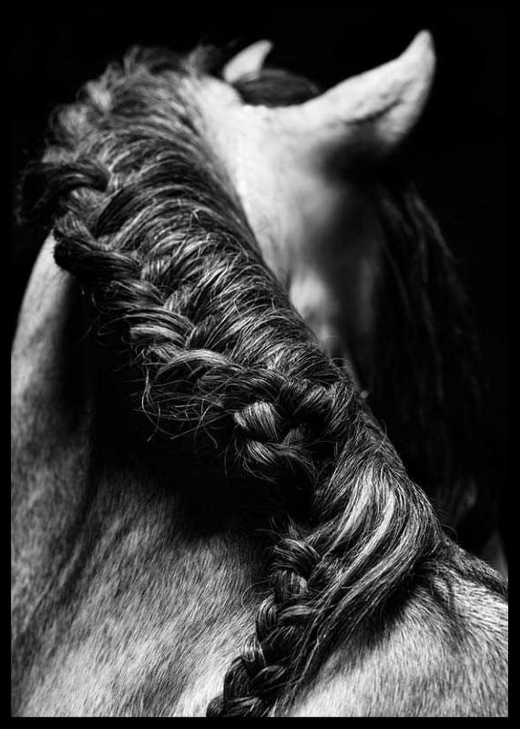Horse Mane-12