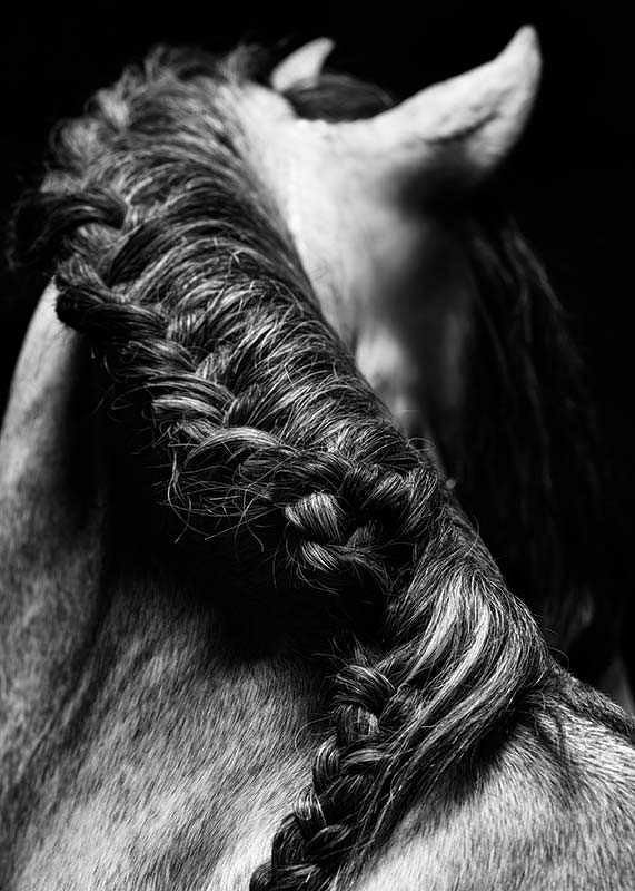 Horse Mane-12