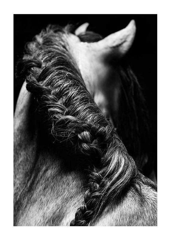 Horse Mane-12