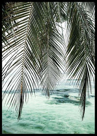Palm Curtain-2