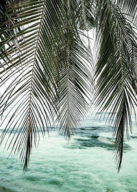 Palm Curtain-3