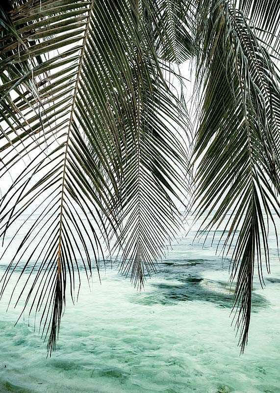 Palm Curtain-12