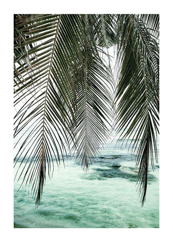 Affiche Palm Curtain