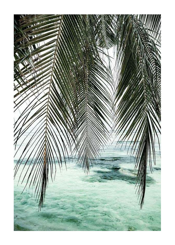 Plagát Palm Curtain