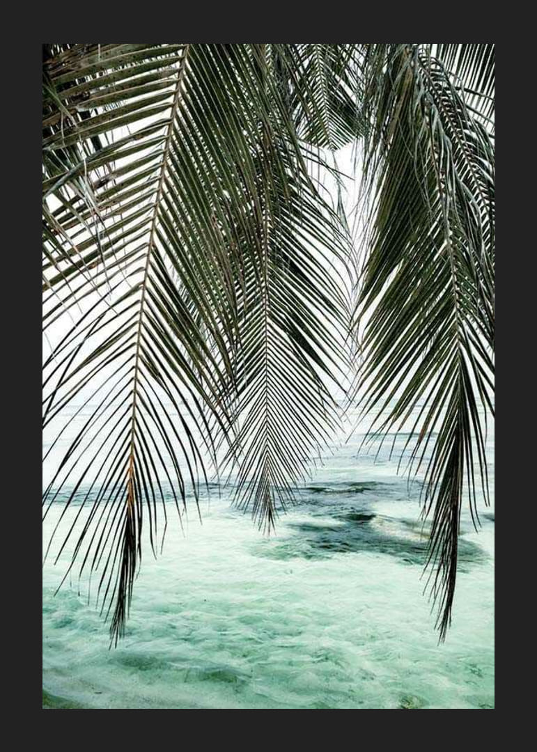 Fotografi av hängande palmblad över turkost havsvatten-12