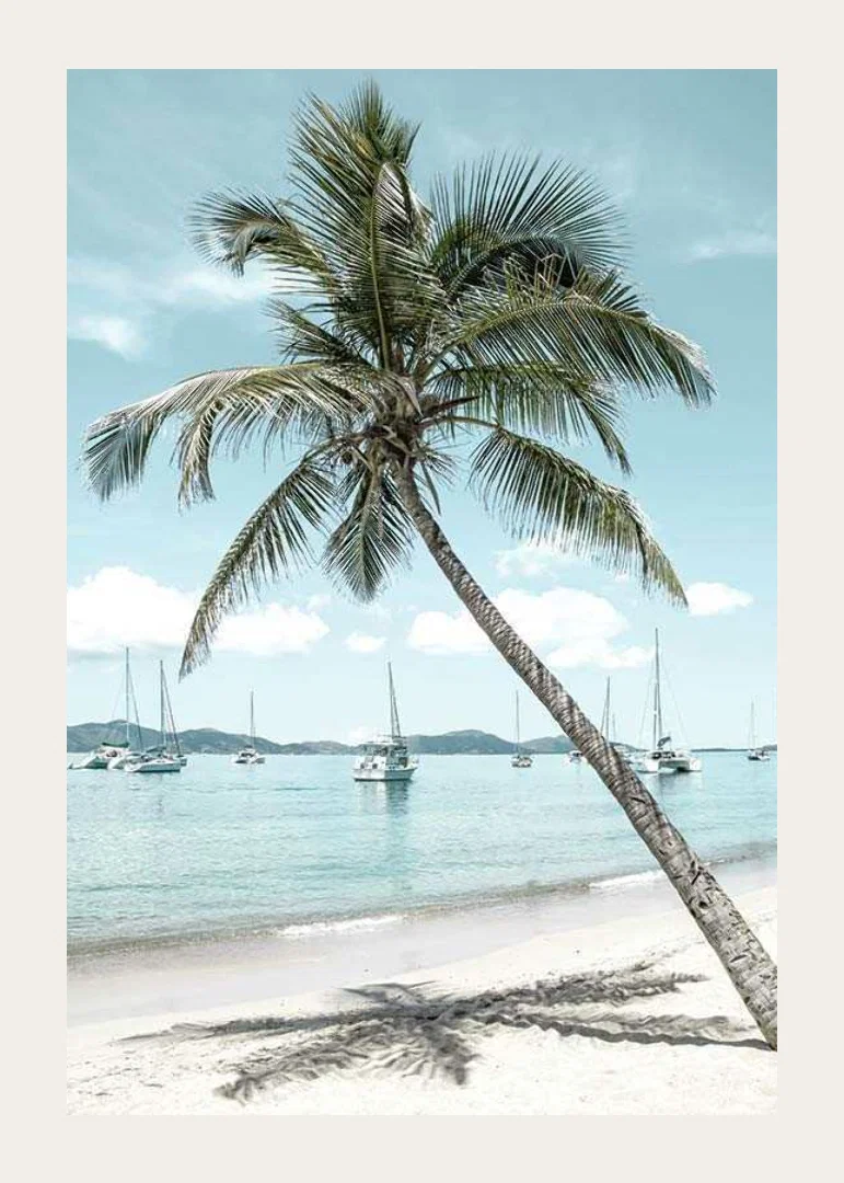 Photograph of leaning palm tree at sandy beach with sailboats-12