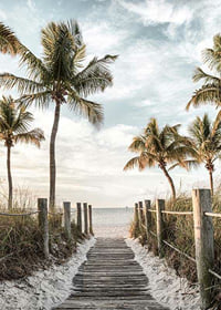 Photograph of wooden pier against beach and ocean with palm trees-7