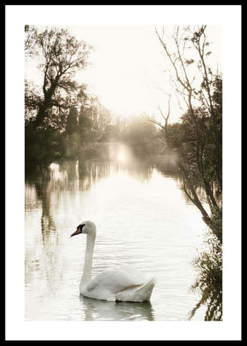 Poster White Swan