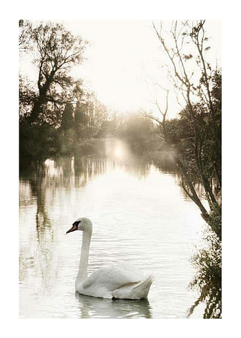 Affiche White Swan