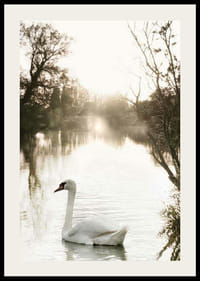 Fotografická labuť nemá na pokojnom jazere s ranným svetlom-2