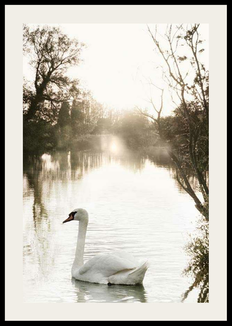 Fotografická labuť nemá na pokojnom jazere s ranným svetlom-12
