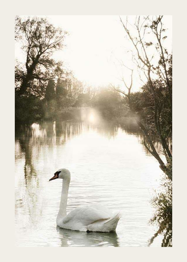 Fotografická labuť nemá na pokojnom jazere s ranným svetlom-12