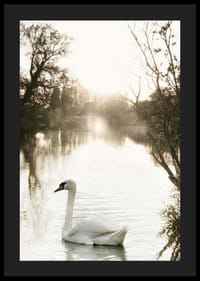 Fotografická labuť nemá na pokojnom jazere s ranným svetlom-4