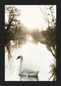 Fotografická labuť nemá na pokojnom jazere s ranným svetlom-5