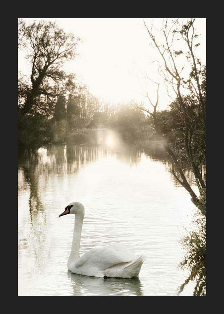 Fotografická labuť nemá na pokojnom jazere s ranným svetlom-12