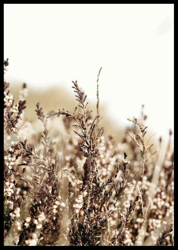 Close-up of dry blades of grass in brown and beige tones, photographic-12
