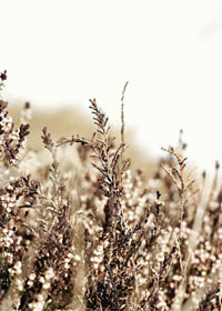 Close-up of dry blades of grass in brown and beige tones, photographic-7