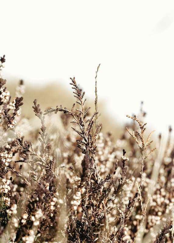 Close-up of dry blades of grass in brown and beige tones, photographic-12