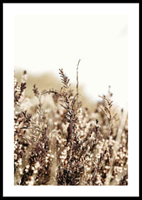 Close-up of dry blades of grass in brown and beige tones, photographic-0