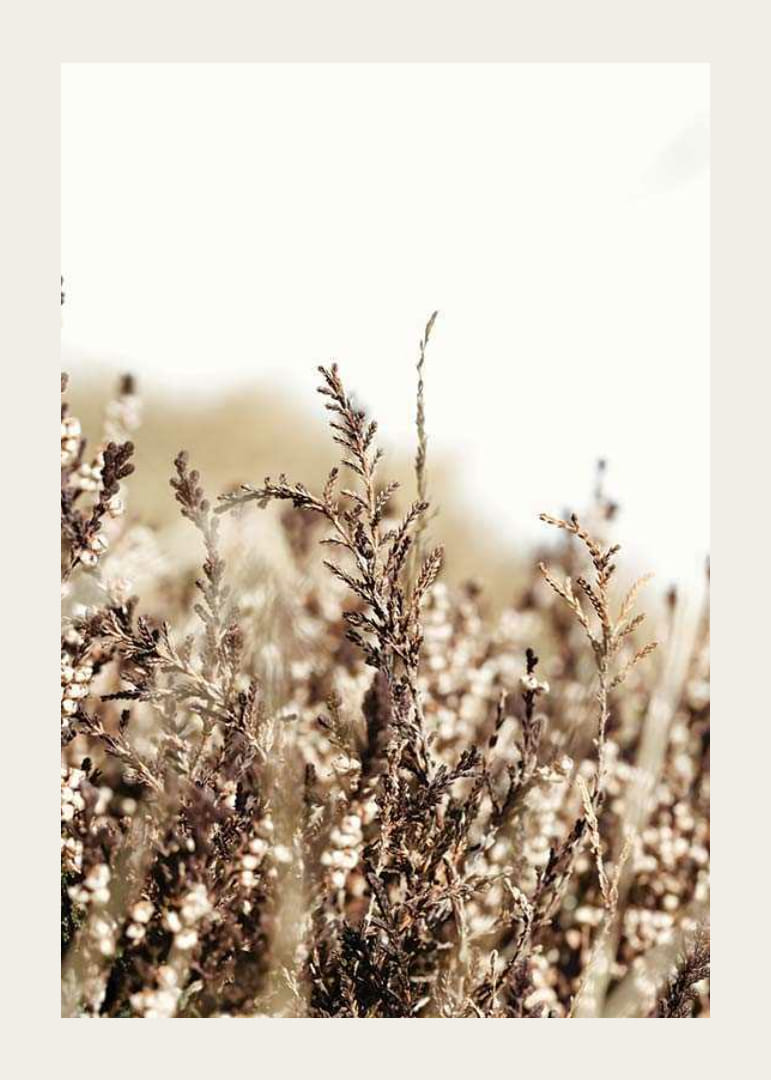 Sausų žolės lapelių rudos ir smėlio spalvos atspalvių stambus planas, fotografija-12