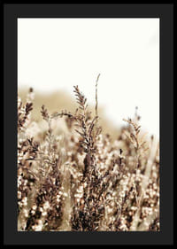 Sausų žolės lapelių rudos ir smėlio spalvos atspalvių stambus planas, fotografija-4