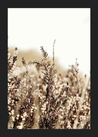 Sausų žolės lapelių rudos ir smėlio spalvos atspalvių stambus planas, fotografija-5