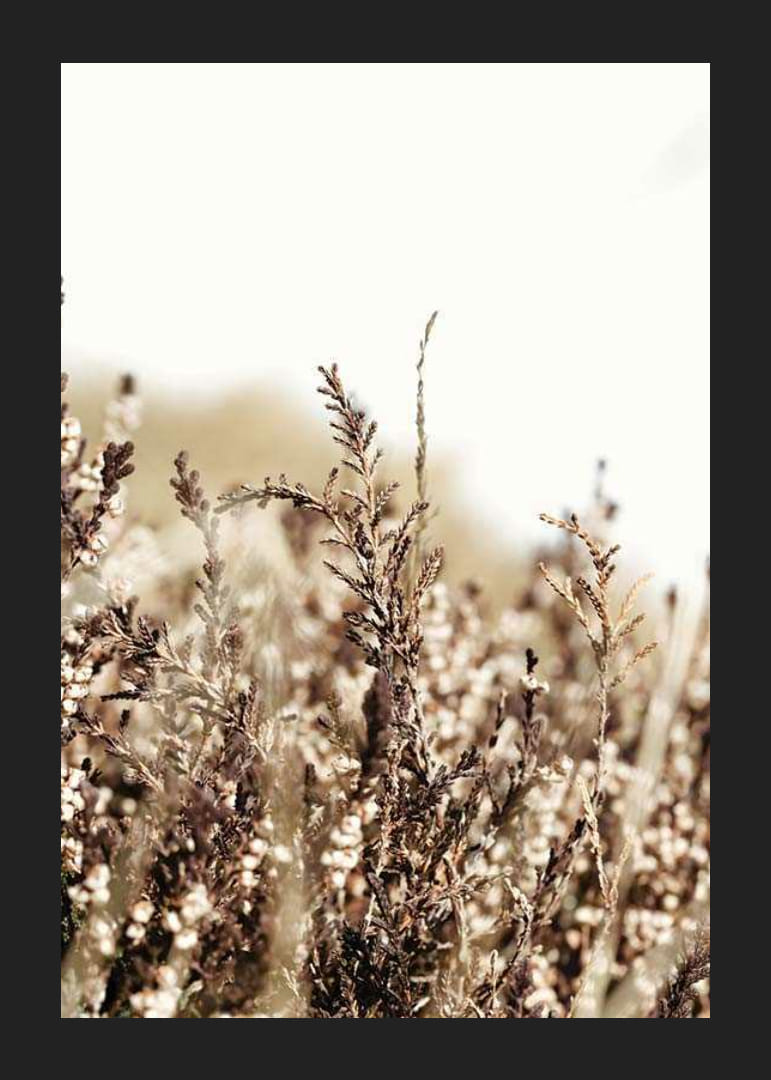 Sausų žolės lapelių rudos ir smėlio spalvos atspalvių stambus planas, fotografija-12