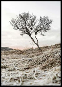 Photograph of lone tree on frosty heath, muted color tones-6