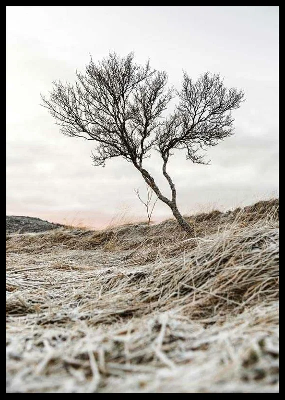 Photograph of lone tree on frosty heath, muted color tones-12