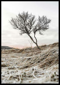 Iceland Tree-2