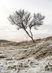 Photograph of lone tree on frosty heath, muted color tones-7