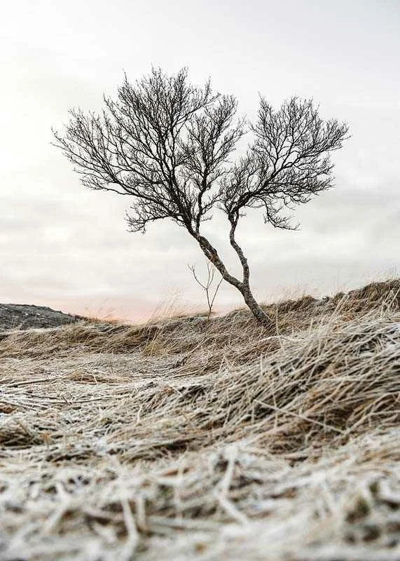 Photograph of lone tree on frosty heath, muted color tones-12