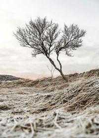 Iceland Tree-3