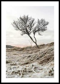 Photograph of lone tree on frosty heath, muted color tones-0