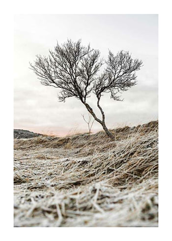 Juliste Iceland Tree
