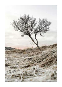 Photograph of lone tree on frosty heath, muted color tones-1