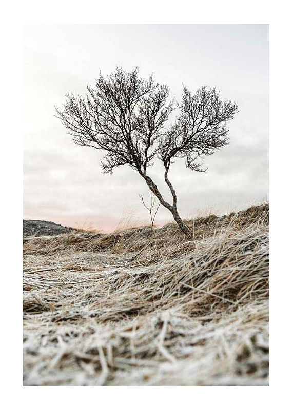 Plagát Iceland Tree