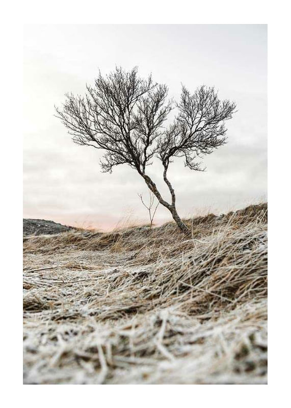 Iceland Tree-12