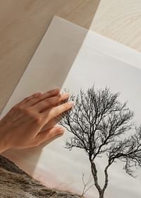 Iceland Tree-5