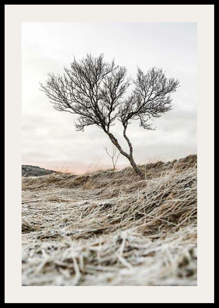 Photograph of lone tree on frosty heath, muted color tones-12