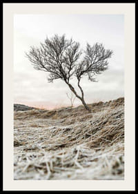 Fotografia osamelého stromu na mrazivom vresovisku, tlmené farebné tóny-2