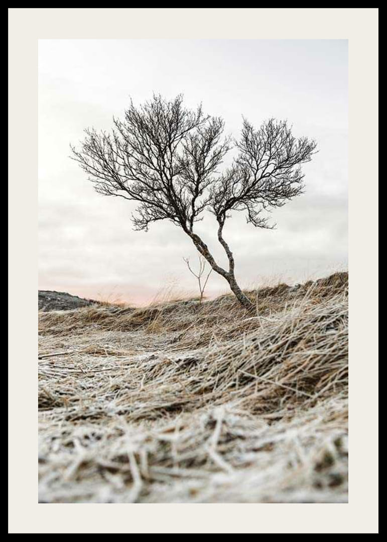 Fotografia osamelého stromu na mrazivom vresovisku, tlmené farebné tóny-12
