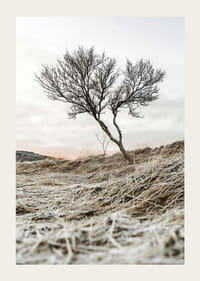 Fotografia osamelého stromu na mrazivom vresovisku, tlmené farebné tóny-3