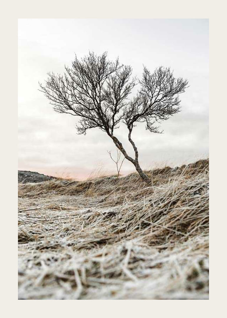 Fotografia osamelého stromu na mrazivom vresovisku, tlmené farebné tóny-12